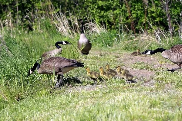 Canada Goose - with goslings. Montana - United States
