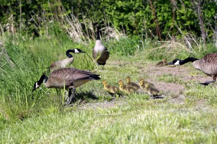 Framed Print : Canada Goose - with goslings. Montana - United States Framed Print : Canada Goose - with goslings. Montana - United States