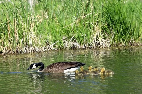 Canada Goose - with goslings in water. Minnesota - United States
