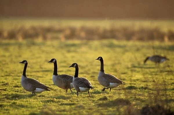 Canada Goose - Group in meadow at dawn
