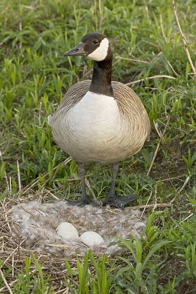 Canada Goose - Mother on nest with eggs - New York - USA