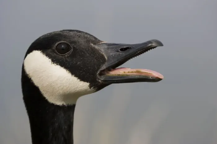 Framed Print : Canada Goose - With mouth open. The most common and best-known goose, identified by the black head and neck and broad white cheek-Breeds on lake shores and coastal marshes-Gathers in large flocks after the breeding season Framed Print : Canada Goose - With mouth open. The most common and best-known goose, identified by the black head and neck and broad white cheek-Breeds on lake shores and coastal marshes-Gathers in large flocks after the breeding season