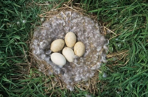 Canada Goose nest with eggs in meadow