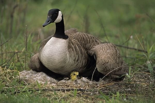 Canada Goose on nest with young - New York, USA - The most widespread goose in North America - Range is Alaska-Canada and northern U. S. - Winters in Mexico - Habitat is lakes-ponds-bays-marshes and fields - Eats grasses-seeds