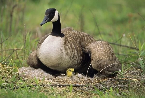 Canada Goose - on nest with young Range is Alaska, Canada and northern USA