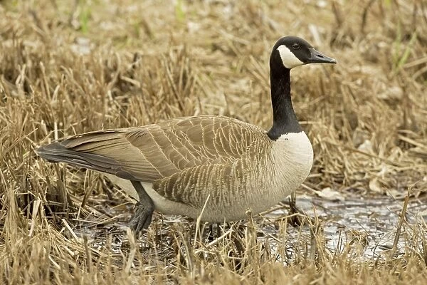 Canada Goose - New York - USA
