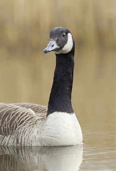 Canada Goose - portrait - April - Cannock - Staffordshire - England