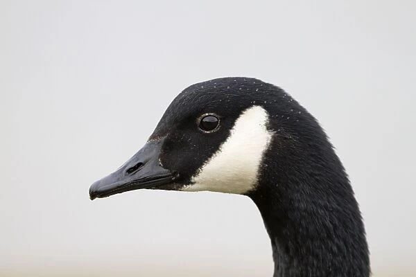 Canada Goose - portrait - Cornwall - UK