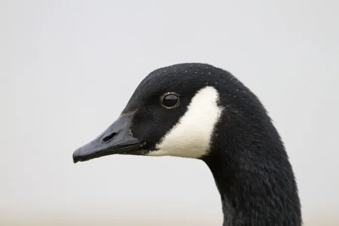 Framed Print : Canada Goose - portrait - Cornwall - UK Framed Print : Canada Goose - portrait - Cornwall - UK