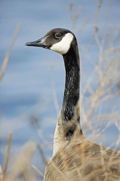Canada Goose - Portrait - New York - USA
