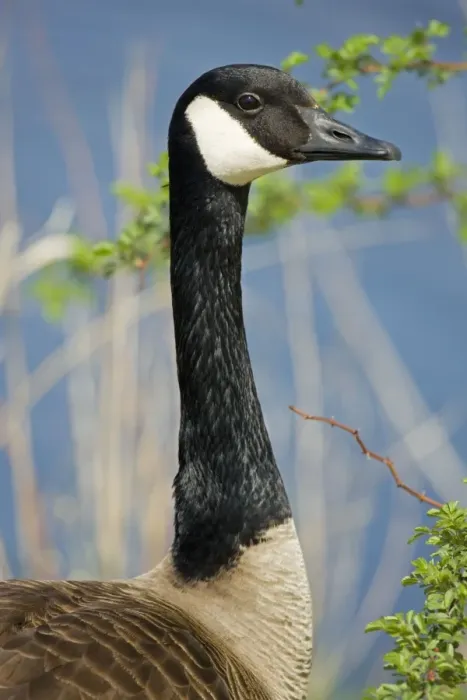 Framed Print : Canada Goose - Portrait - New York - USA Framed Print : Canada Goose - Portrait - New York - USA