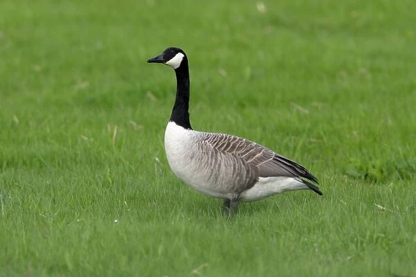 Canada Goose-resting on meadow, Northumberland UK
