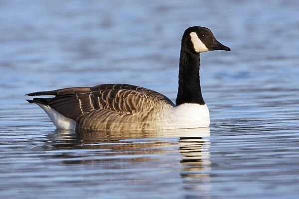 Canada Goose - swimming on lake, Northumberland, England