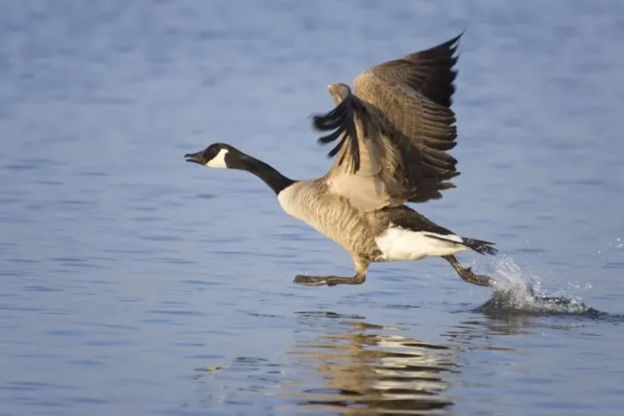 Framed Print : Canada Goose - Taking flight. Hickling Broad Norfolk UK Framed Print : Canada Goose - Taking flight. Hickling Broad Norfolk UK