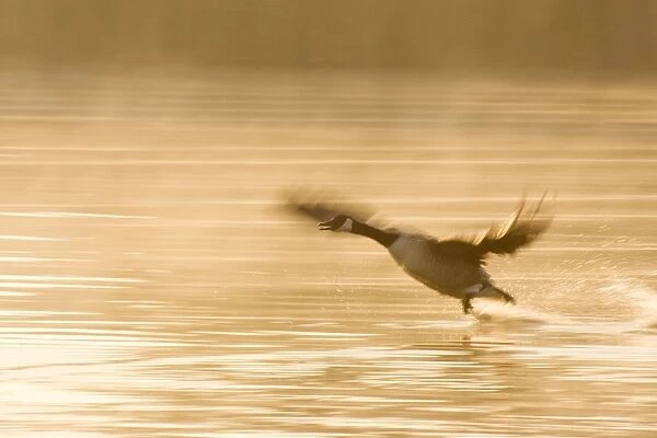 Canada Goose Taking flight at sunrise Hickling Broad Norfolk UK