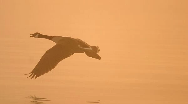 Canada Goose Taking flight at sunrise Hickling Broad Norfolk UK
