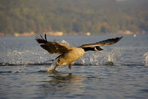 Canada Goose - Taking off from lake - The most widespread goose in North America - Large waterfowl - Flocks travel in long strings in V formation announcing their approach by musical honking or barking - Range is Alaska-Canada and northern U. S