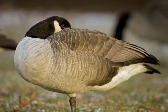 Framed Print : Canada Goose - The most widespread goose in North America - Large waterfowl - Flocks travel in long strings in V formation announcing their approach by musical honking or barking - Range is Alaska-Canada and northern U. S