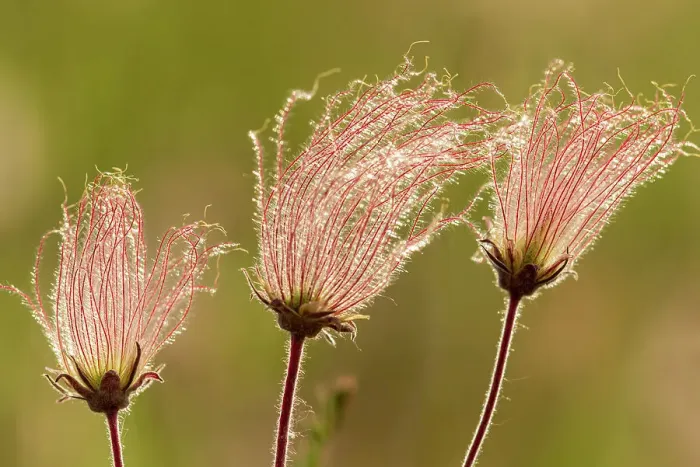 Framed Print : Canada, Manitoba, Birds Hill Provincial Park. Flowers on a three-flowered avens. Date: 04-06-2021