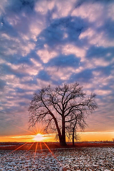 Canada, Manitoba, Grande Pointe. Cottonwood tree and clouds at sunset. Date: 05-12-2020