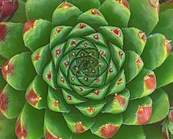 Canada, Manitoba, Winnipeg. Shape and color patterns on succulent plant. Date: 02-08-2020
