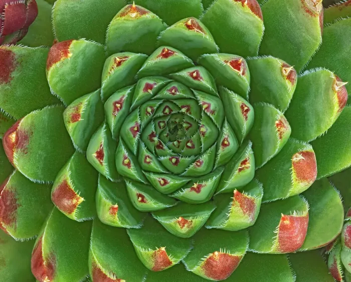 Framed Print : Canada, Manitoba, Winnipeg. Shape and color patterns on succulent plant. Date: 02-08-2020 Framed Print : Canada, Manitoba, Winnipeg. Shape and color patterns on succulent plant. Date: 02-08-2020