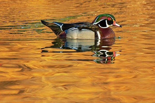 Canada, Manitoba, Winnipeg. Wood duck male in water. Date: 24-05-2021