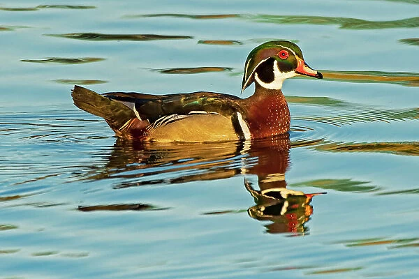 Canada, Manitoba, Winnipeg. Wood duck male in water. Date: 27-05-2021