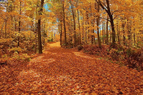 Canada, Ontario, Fairbank Provincial Park. Sugar maple tree leaves cover road in autumn. Date: 08-10-2014