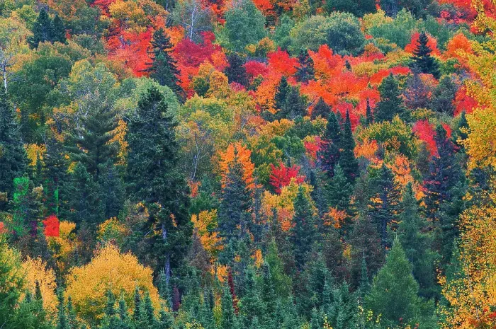 Framed Print : Canada, Ontario, Mississauga Provincial Park. Autumn colors in forest. Date: 29-09-2006 Framed Print : Canada, Ontario, Mississauga Provincial Park. Autumn colors in forest. Date: 29-09-2006