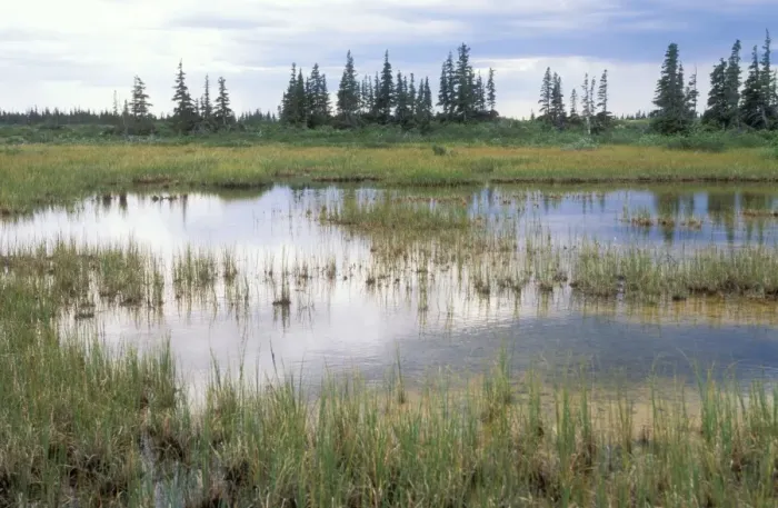 Framed Print : Canada Ponds & spruce trees. Taiga Forest, south of Churchill Manitoba Framed Print : Canada Ponds & spruce trees. Taiga Forest, south of Churchill Manitoba