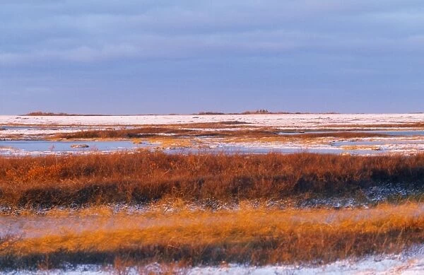 Canada - tundra Churchill Manitoba