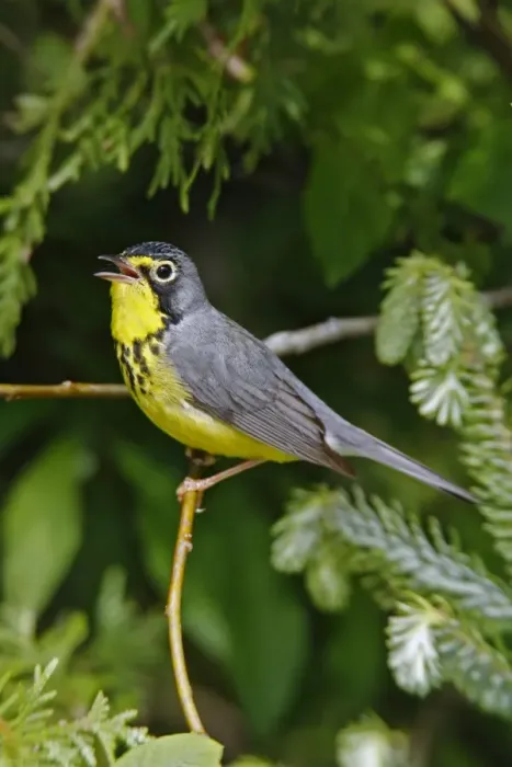 Framed Print : Canada Warbler Framed Print : Canada Warbler