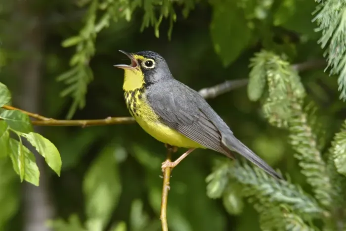 Framed Print : Canada Warbler Framed Print : Canada Warbler
