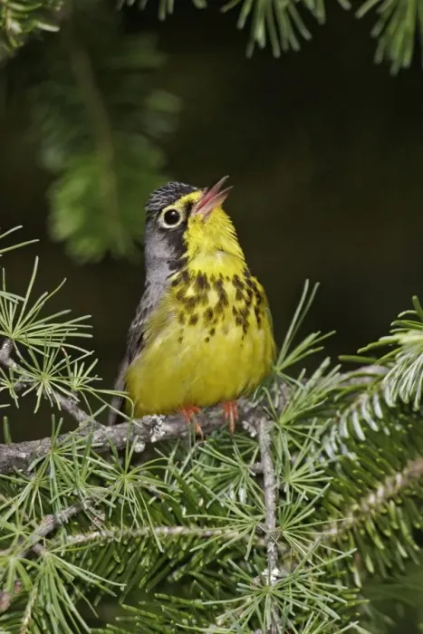 Framed Print : Canada Warbler Framed Print : Canada Warbler