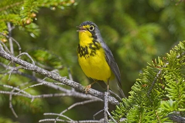 Canada Warbler. Adult singing male on breeding territory in spring. June in northern Maine, USA