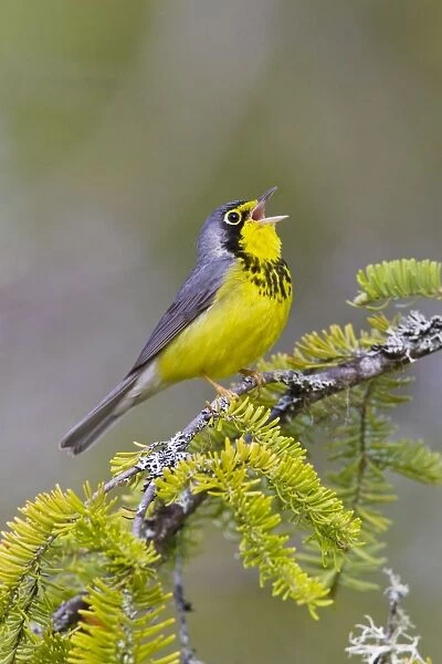 Canada Warbler - On branch singing - Maine USA - May