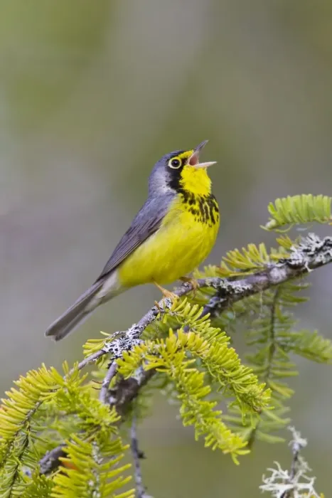 Framed Print : Canada Warbler - On branch singing - Maine USA - May Framed Print : Canada Warbler - On branch singing - Maine USA - May