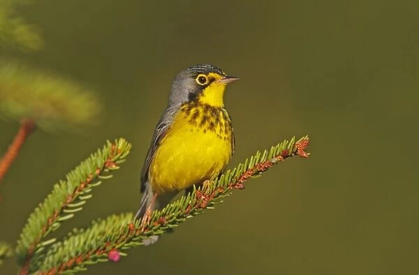 Canada Warbler male. June in Maine. USA
