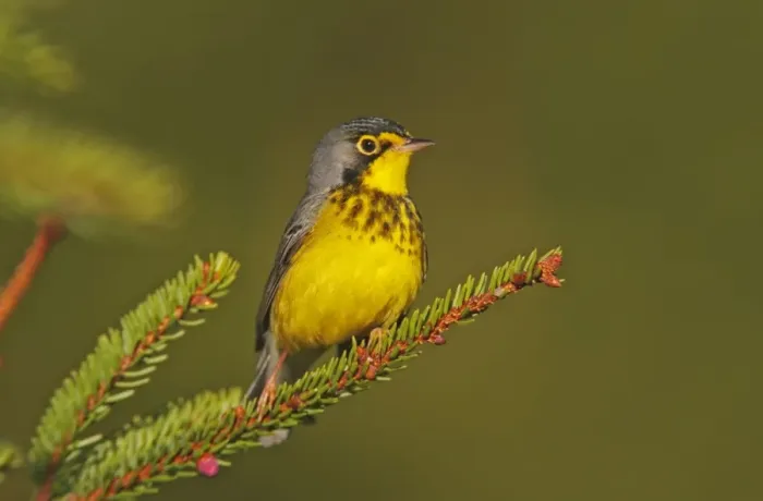Framed Print : Canada Warbler male. June in Maine. USA Framed Print : Canada Warbler male. June in Maine. USA