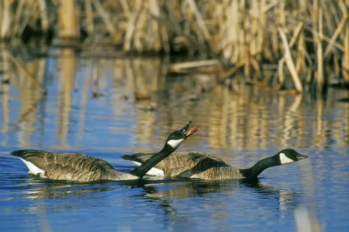 Framed Print : Canadian Geese - pair protecting their nesting territory with threat display towards another pair of geese that are outside the picture area. Des Lacs National Wildlife Refuge, North Dakota, May. bz314
