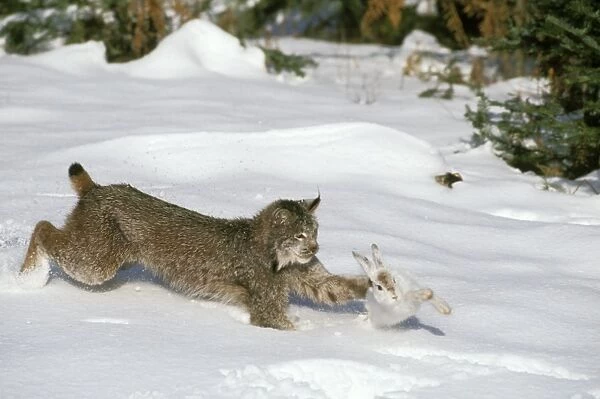 Canadian LYNX - hunting Snowshoe  /  Varying HARE