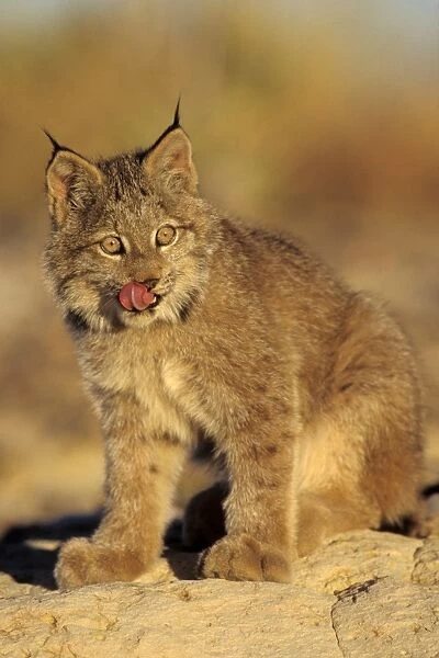 Canadian Lynx - kitten MR695