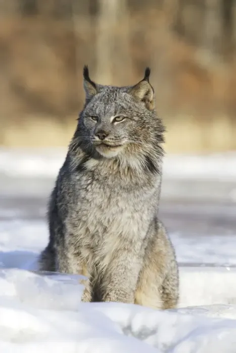 Framed Print : Canadian Lynx Minnesota USA Framed Print : Canadian Lynx Minnesota USA