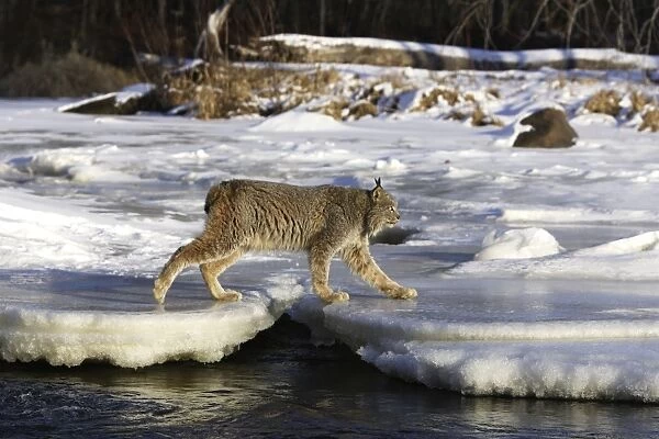 Canadian Lynx Minnesota USA