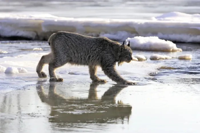 Framed Print : Canadian Lynx Minnesota USA