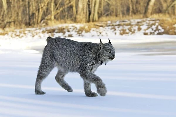 Canadian Lynx Minnesota USA