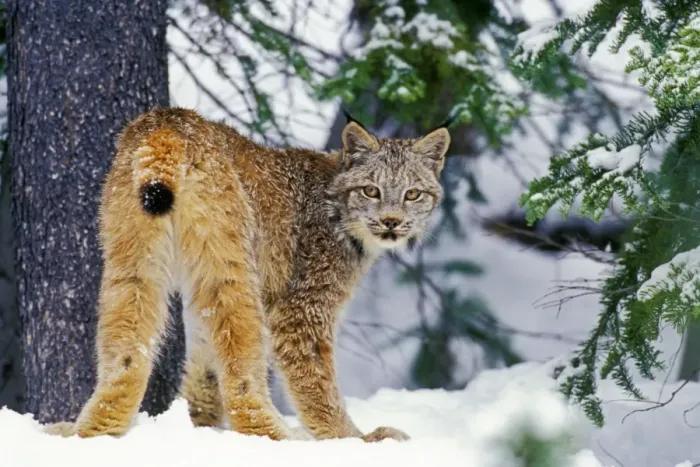 Framed Print : Canadian Lynx - in snow MR1320 Framed Print : Canadian Lynx - in snow MR1320