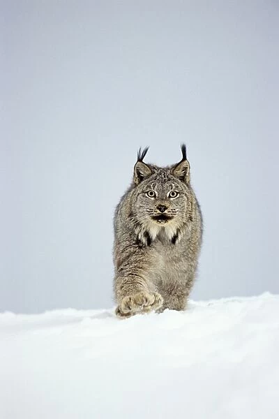 Canadian Lynx - walking through deep powder snow in late evening - Rocky Mountains - Idaho MR1348