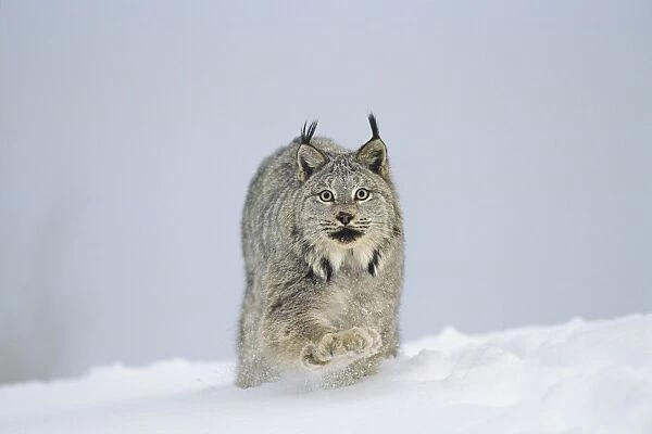 Canadian Lynx - walking through deep powder snow in late evening - Rocky Mountains - Idaho MR1354